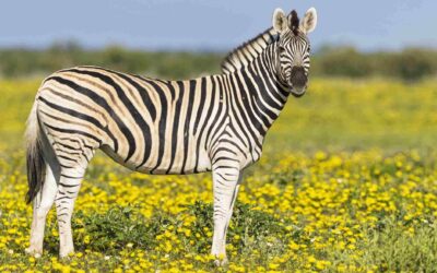 Sprašujoča se zebra